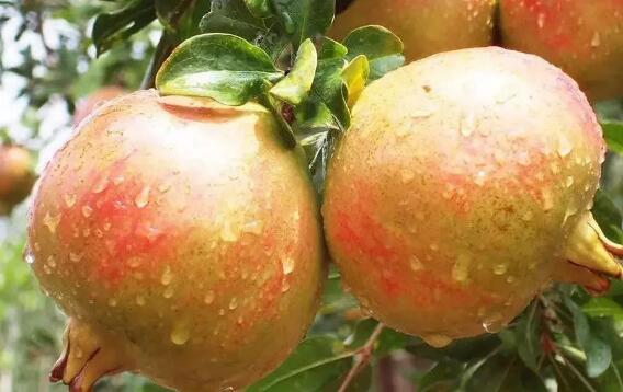 Ů�˳���ʯ��Ĺ�Ч������