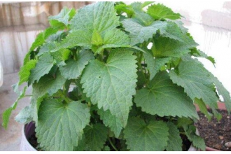 ޽����˶�������ʲô�ô� ʲô�����˲��ܳ�޽