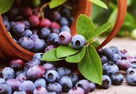 ��ݮ��ôϴ�Ÿɾ� ��ݮ����ȷ��ϴ����