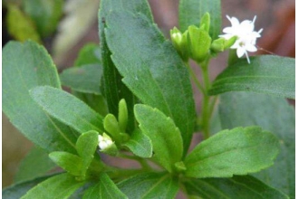 ��Ҷ�յĹ�Ч�����ü�����