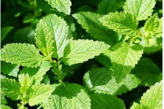 ����Ҷ�Ĺ�Ч������ �Ա���Ҷ�ĺô�����Щ