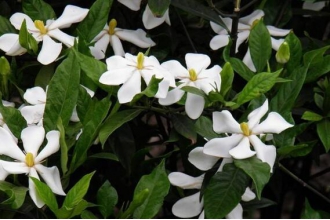 ���ӻ���ô�� ���ӻ�����ֳ����