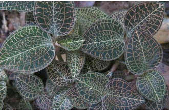 �������Ĺ�Ч������ ����������ȷ�÷�