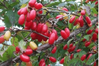 Ů�˺�ɽ������ʲô�ô�