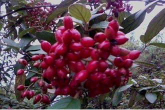 ɽ���ǳ��ڷ��õĺ��