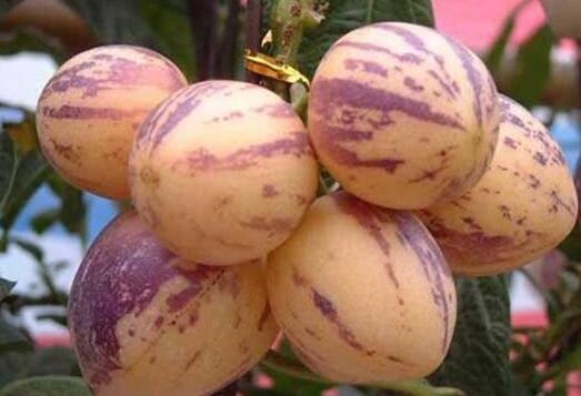 �˲ι�Ƥ��ôȥƤ �˲ι���Ƥ��ô��