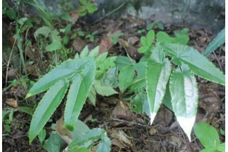 ����˴�׳��ֲ��