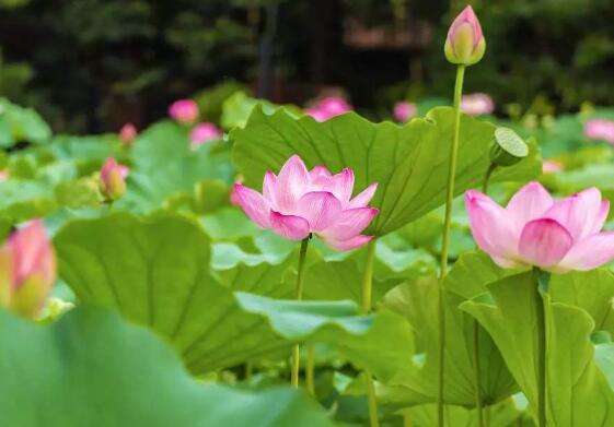 �ɻ���������ʲô���� �ɻ��Ĺ�Ч������