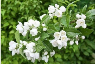 ���򻨵���ֳ������ע����������Щ