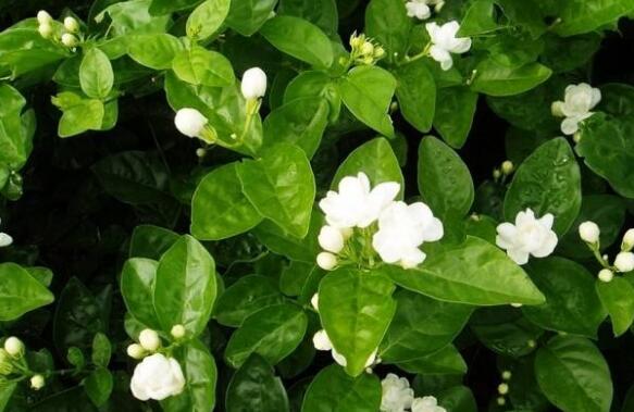 ���򻨵���ֳ������ע����������Щ