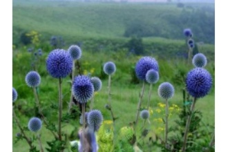 ��ɫ�ѹ�Ӣ�ͻ�ɫ�ѹ�Ӣ�Ĳ��