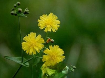 �ѹ�Ӣ�������� ��ͬ�����ѹ�Ӣ��Чһ��ô