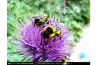 ��ɫ�ѹ�Ӣ������ˮ���� ��ɫ�ѹ�Ӣ�Ĺ�Ч����