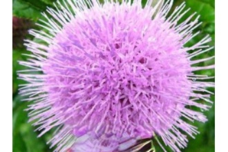 ҩ����ɫ�ѹ�Ӣ�Ĺ�Ч������ ��ɫ�ѹ�Ӣ��ҩ��