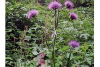 �ѹ�Ӣ��������ͷ����ô�� �ѹ�Ӣ������δ���