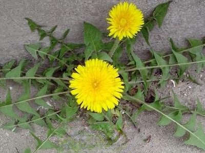 �ѹ�Ӣ�����ݽŵĹ�Ч������