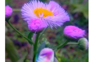 ��ɫ���ѹ�Ӣ��ʲô�ô� ��ɫ�ѹ�Ӣ�Ĺ�Ч����