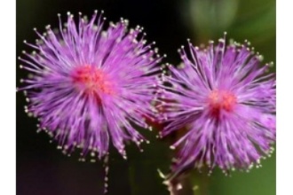 ��ɫ�ѹ�Ӣ�Ĺ�Ч������ ��ɫ�ѹ�Ӣ�Ļ���