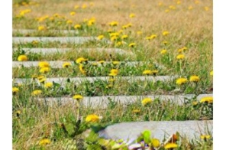 �ѹ�Ӣ�����ֲ �ѹ�Ӣ��ֲ����