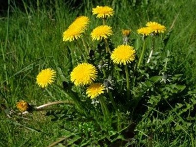 �ѹ�Ӣ���صĹ�Ч������