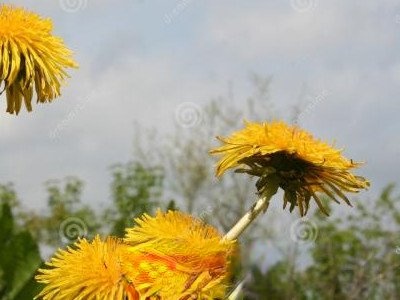 �ѹ�Ӣ����ʲô֢״