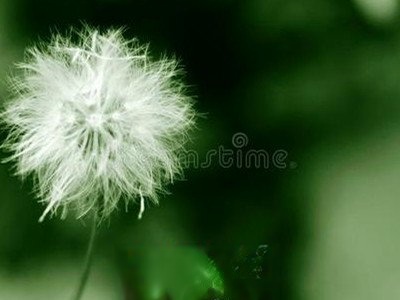  �ѹ�Ӣë�Ĺ�Ч������