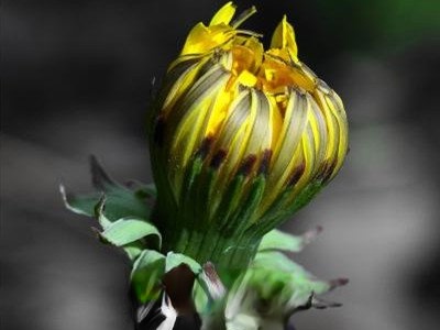  �ѹ�Ӣι����ʲô�ô� �ѹ�Ӣ�ɳ�������������