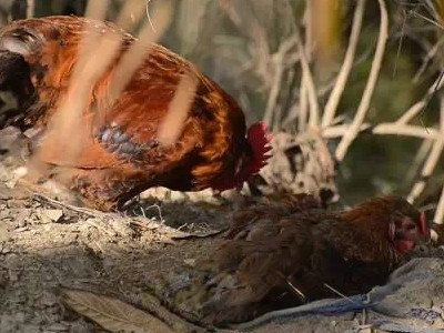  �ѹ�Ӣι����ʲô�ô� �ѹ�Ӣ�ɳ�������������