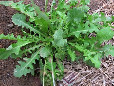 Ұ�����Ŷ���ô�� Ұ�����Ŷ��ĳԷ�����