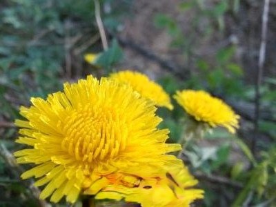  �ѹ�Ӣ�Ļ������Գ��� ���ѹ�Ӣ�����ĺô��뻵��