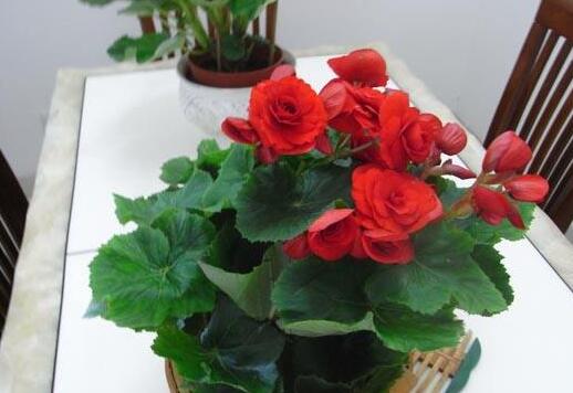 �庣�Ļ�����ֳ������ע����������Щ