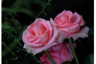 玫瑰花的养殖方法和注意事项有哪些