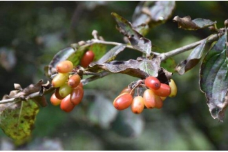 Ұ�����ǵĹ�Ч������ Ұ��������ʲô����