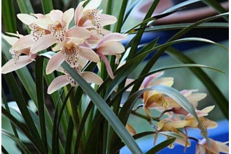 ���������ֳ ��������ֳ������ע������