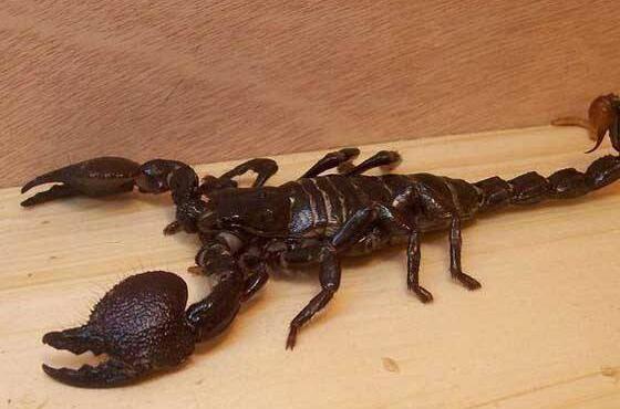 ��Ы�Ӻͺ�Ы�ӵ����� Ы�ӵĹ�Ч������