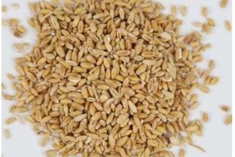 ��С�󳴺Ͳ����Ĺ�Ч