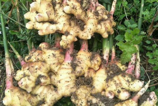 ɽ���Ӹ��Ĺ�Ч������