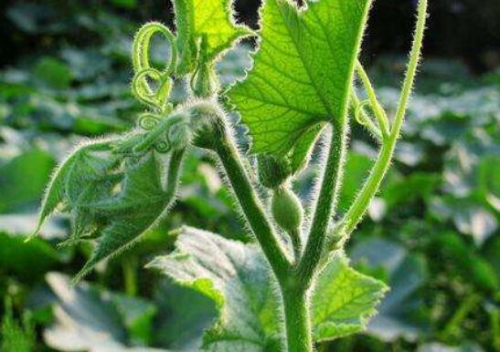 �Ϲ�Ҷ�Ĺ�Ч�ͽ���