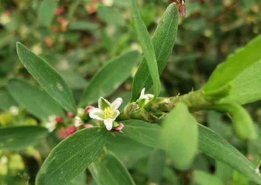 ?��Ĺ�Ч�����ü�ҩ�ü�ֵ