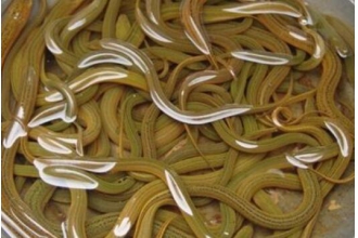 �����Ĺ�Ч�����ü�ʳ�÷���