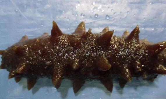 ��ɳ�κͺ��ε����� ��ɳ�εĹ�Ч