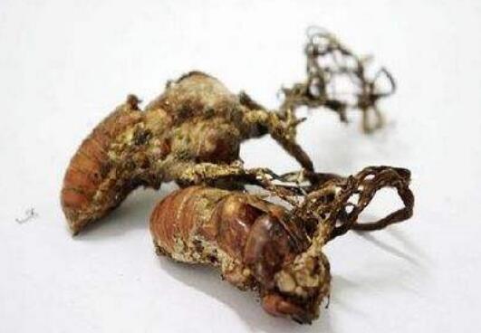 吃金蝉花的害处 金蝉花的毒副作用