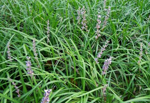 ϸҶ�󶬵Ĺ�Ч������