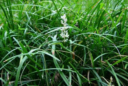 竹叶麦冬的功效与作用 怎么吃 竹叶麦冬的药用价值与副作用 果蔬百科全说www Asqxzs Com