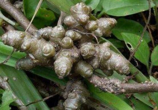 ������Ĺ�Ч������