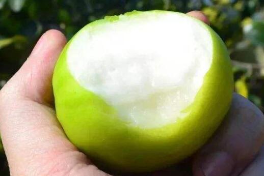 ţ����Ĺ�Ч������ ţ����Ľ���
