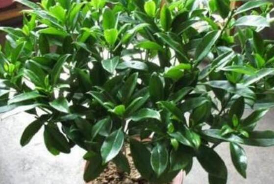 �������������ɶ�ô� ���������Ǥ�巽��