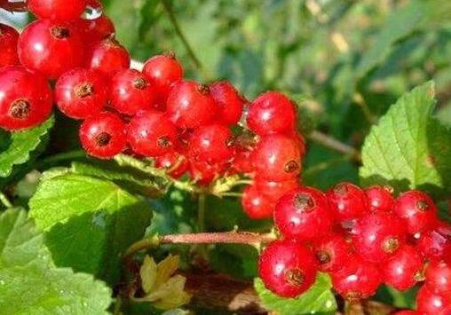 ����صĹ�Ч������ �Ժ���صĺô�
