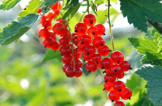 ������Ĺ�Ч �������ô��