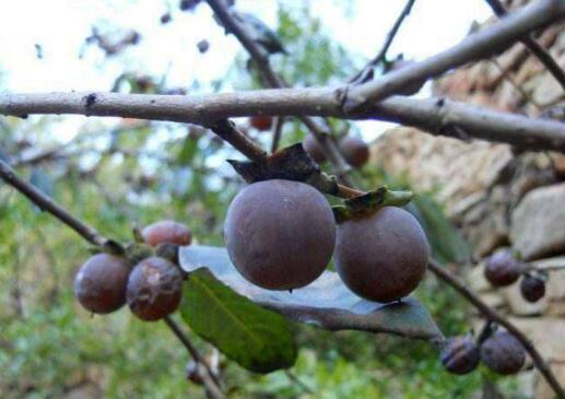 С��������Ĺ�Ч�����ü�ʳ�÷���